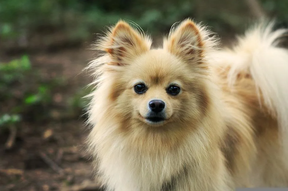 Chó Phốc Sóc Pomeranian Có Những Loại Nào Và Giá Bán