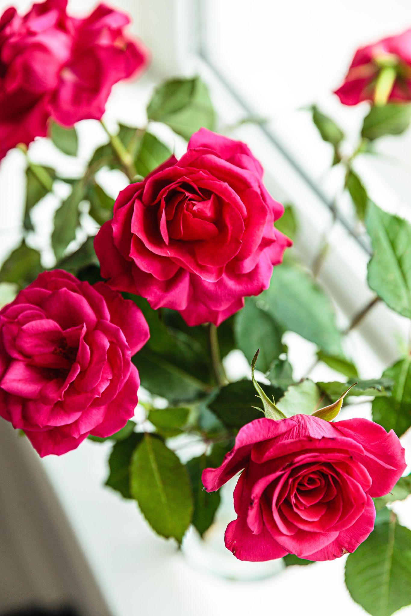 123 Hình ảnh hoa hồng đỏ tặng người yêu lãng mạn đẹp tự nhiên