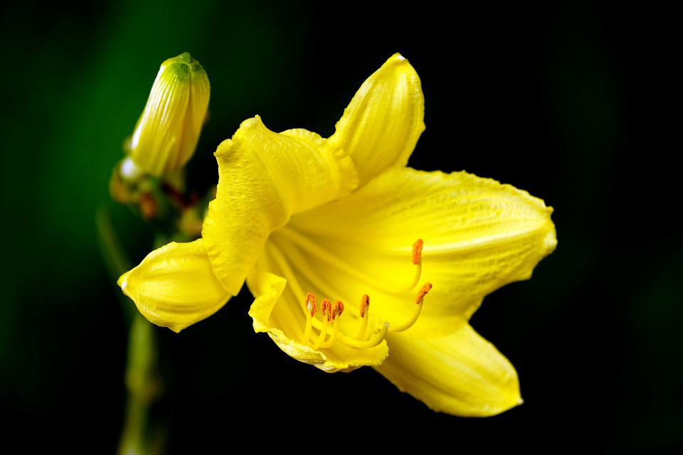 Hoa loa kèn có ý nghĩa gì? Cách trồng và chăm sóc giúp hoa nở đẹp - 7