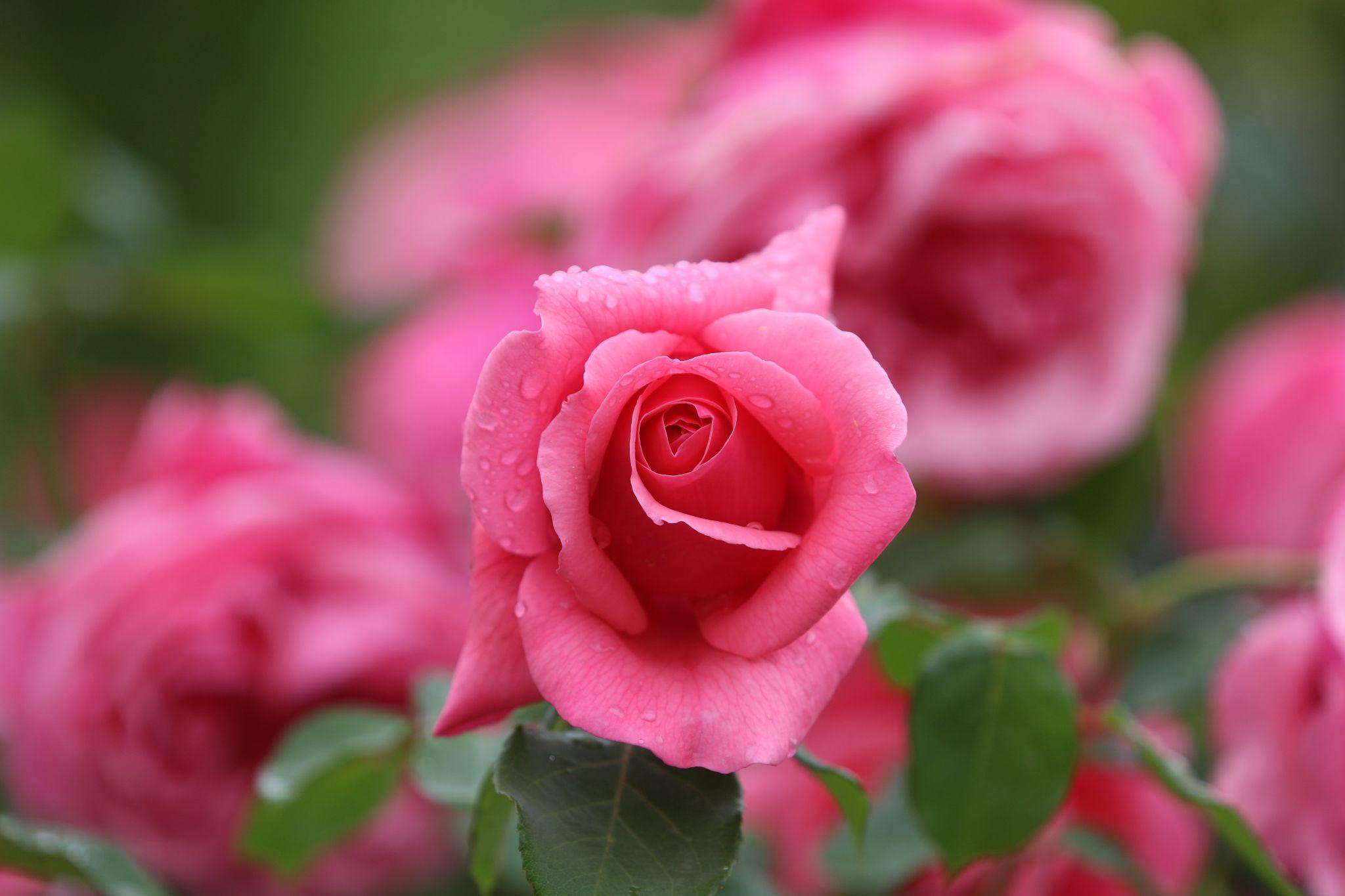 50+ Hình hình ảnh hoa hồng đẹp nhất và chân thành và ý nghĩa theo đòi sắc tố - 31