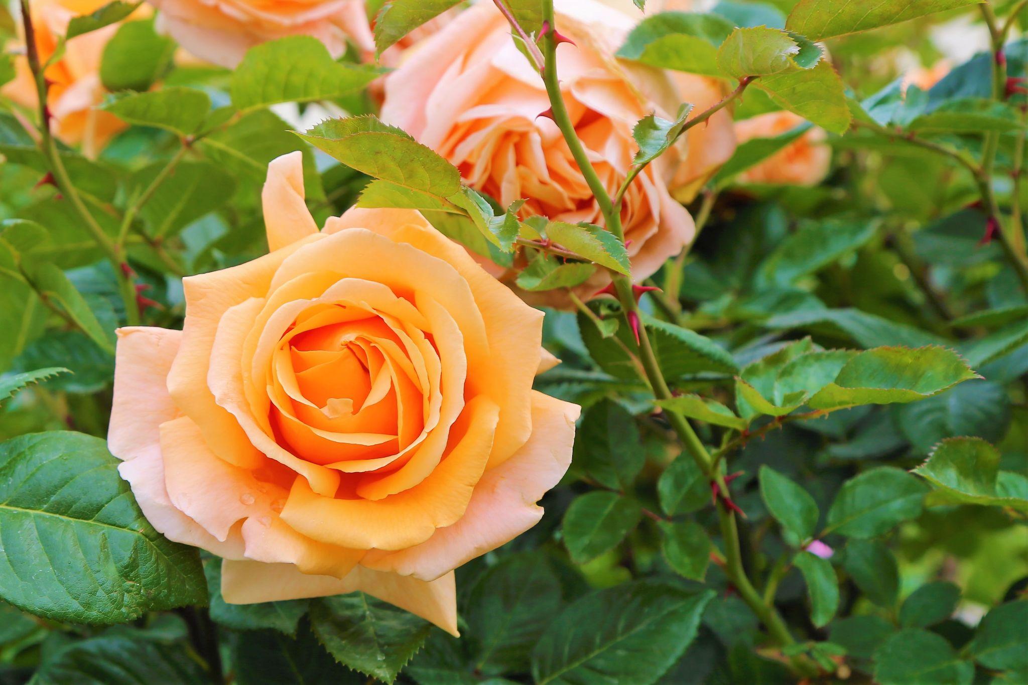 50+ Hình hình ảnh hoa hồng đẹp nhất và chân thành và ý nghĩa theo đòi sắc tố - 46