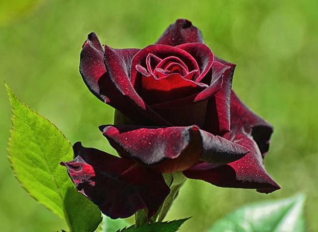 Tải hình ảnh hoa hồng đẹp tặng người yêu thương  Ảnh đẹp bốn phương