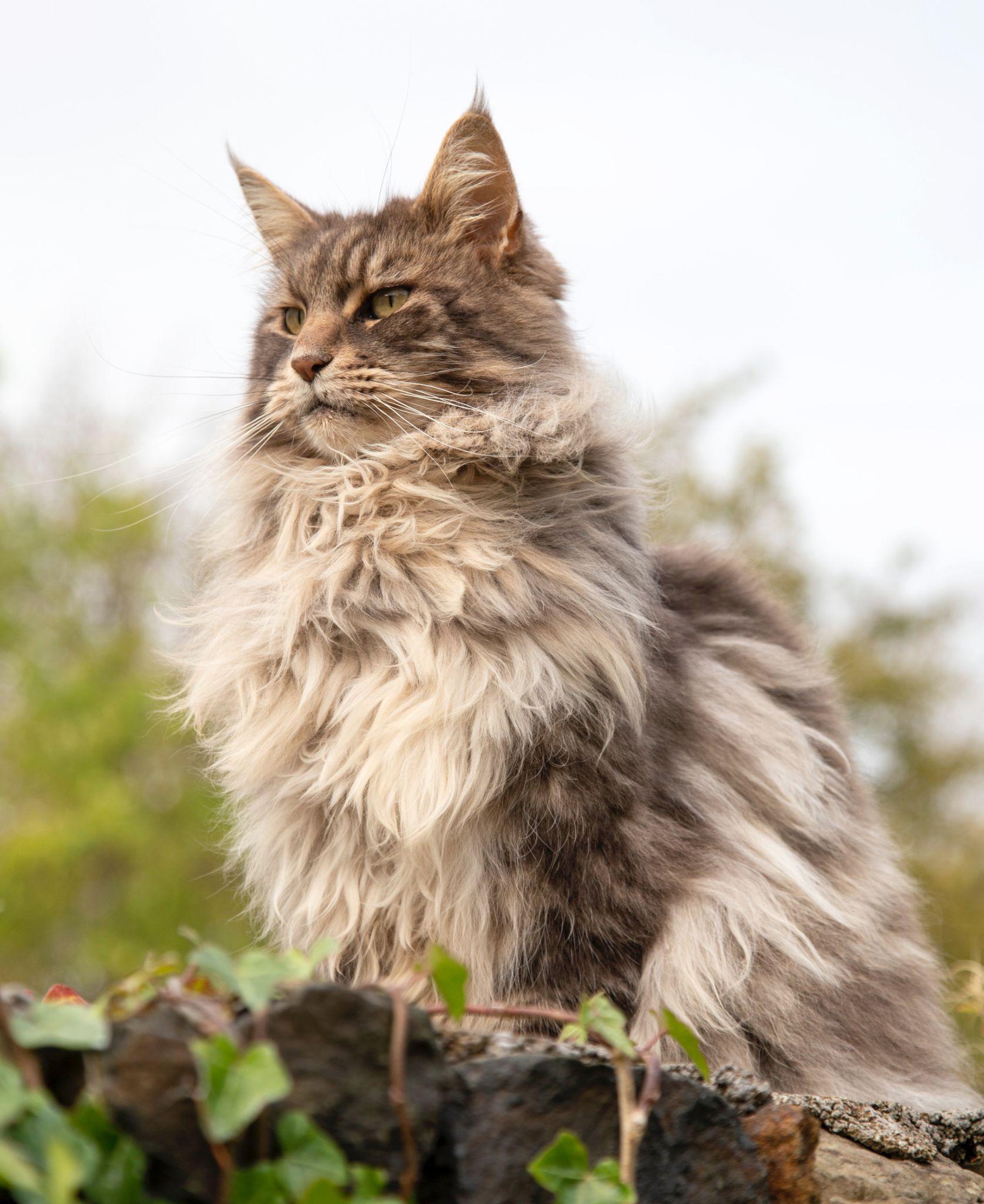 Mèo Anh lông dài Đặc điểm giá bán và cách nuôi