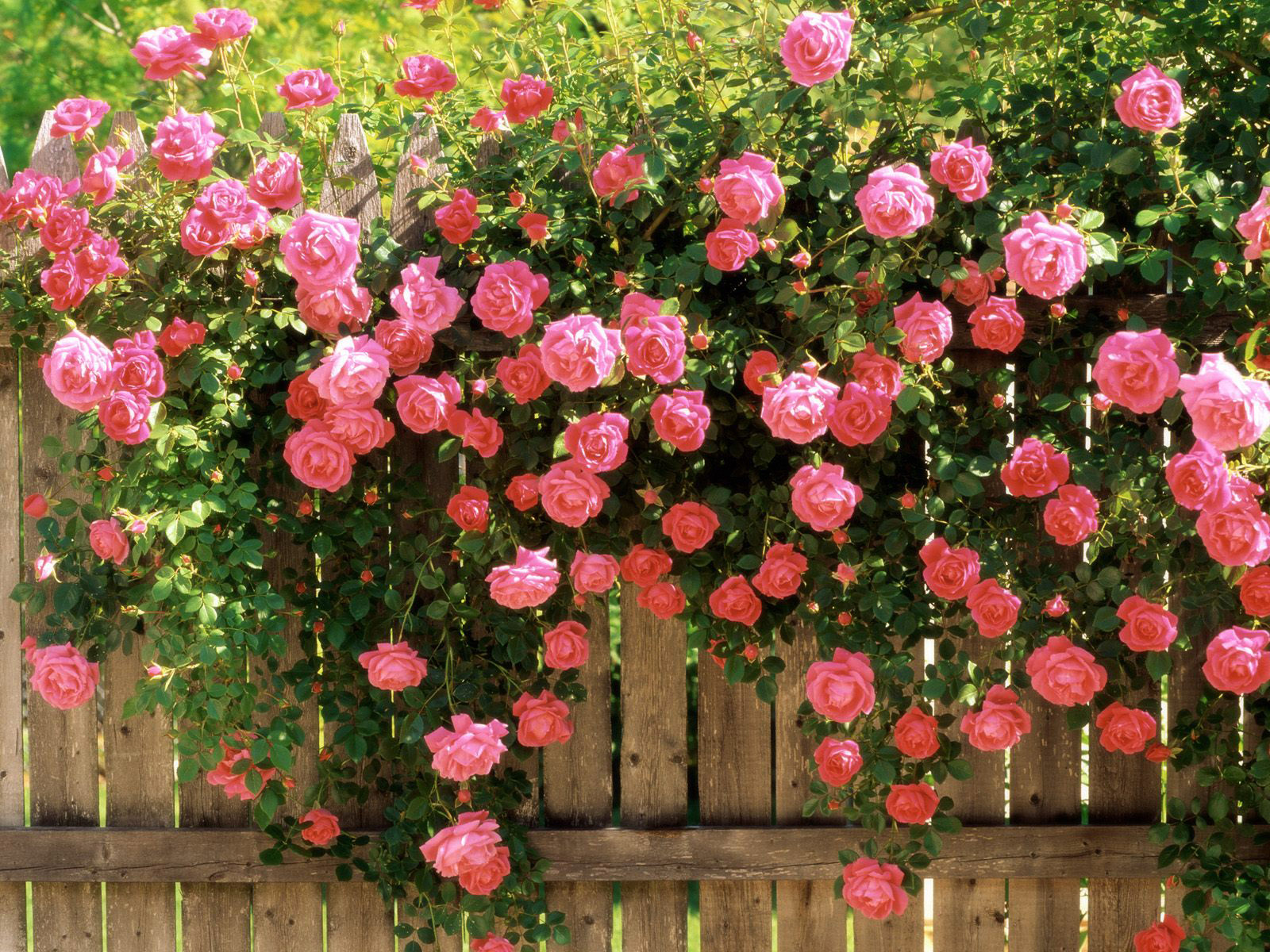 50+ Hình hình ảnh hoa hồng đẹp nhất và chân thành và ý nghĩa theo đòi sắc tố - 27