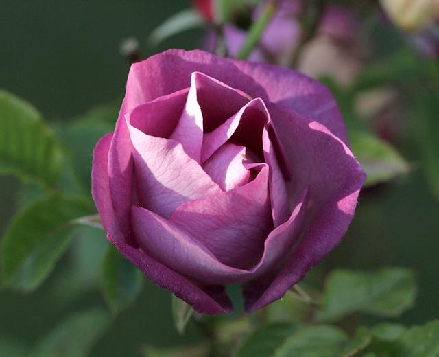 50+ Hình hình ảnh hoa hồng đẹp nhất và chân thành và ý nghĩa theo đòi sắc tố - 43