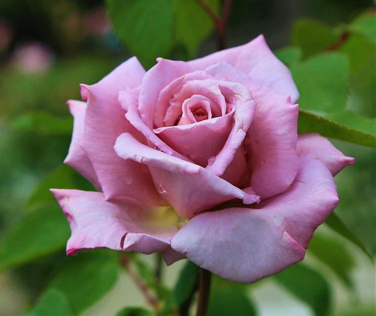 50+ Hình hình ảnh hoa hồng đẹp nhất và chân thành và ý nghĩa theo đòi sắc tố - 38