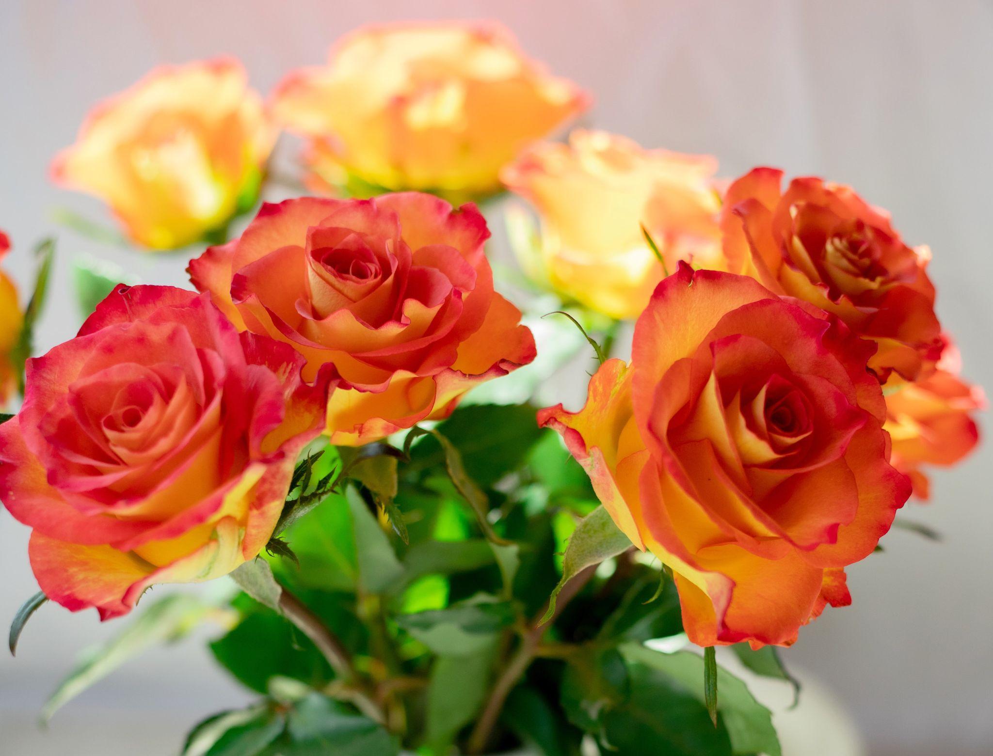 50+ Hình hình ảnh hoa hồng đẹp nhất và chân thành và ý nghĩa theo đòi sắc tố - 10