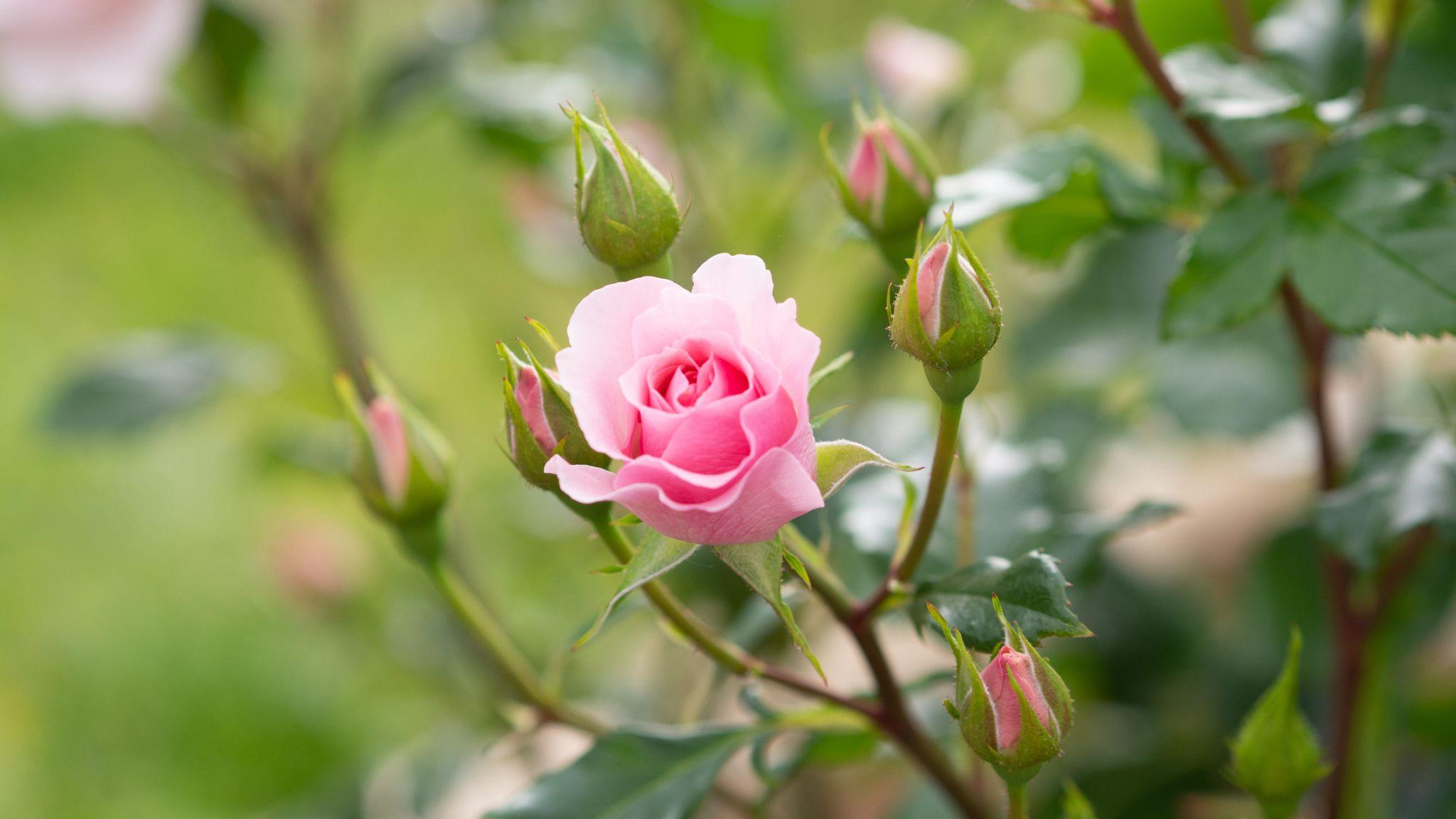 50+ Hình hình ảnh hoa hồng đẹp nhất và chân thành và ý nghĩa theo đòi sắc tố - 32