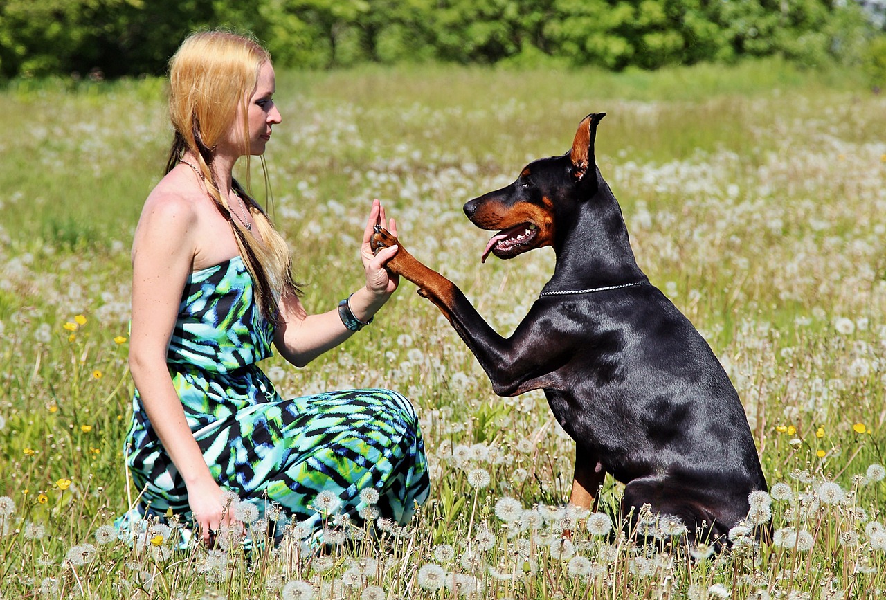 Chó Doberman: Nguồn gốc, đặc điểm, giá bán và cách nuôi - 9