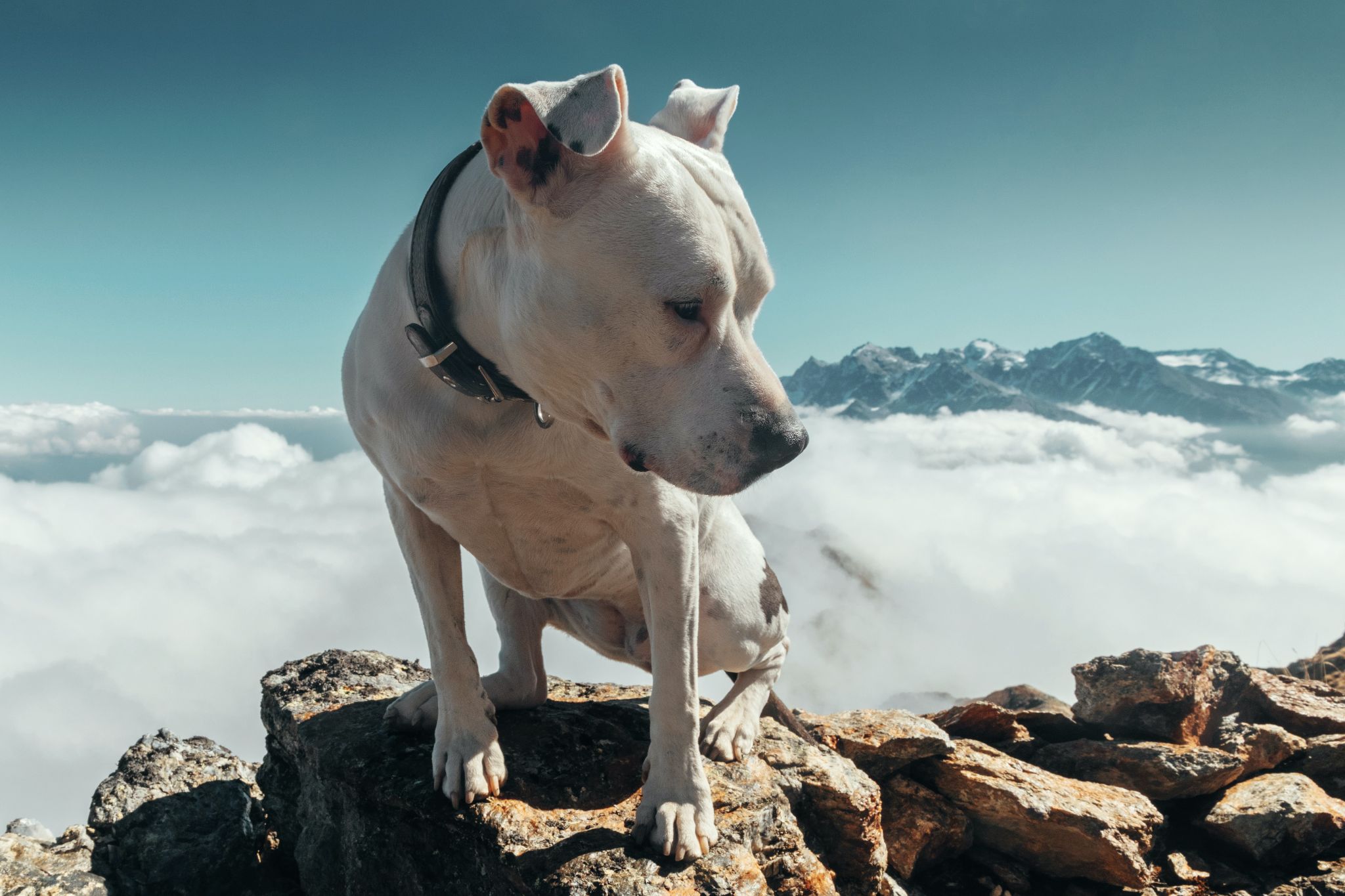 Chó Pitbull - Nguồn gốc, đặc điểm, giá bán và cách thuần hóa