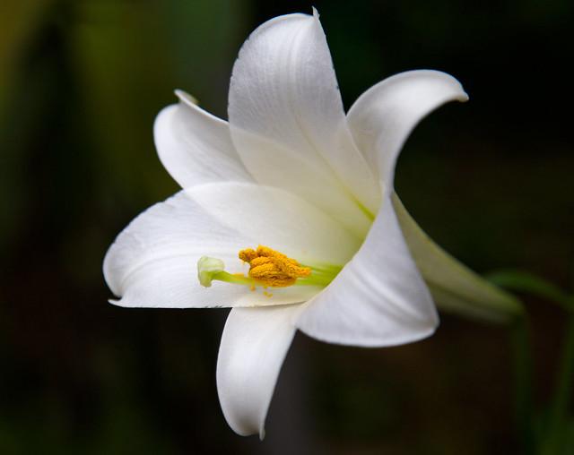 Hoa loa kèn có ý nghĩa gì? Cách trồng và chăm sóc giúp hoa nở đẹp - 19