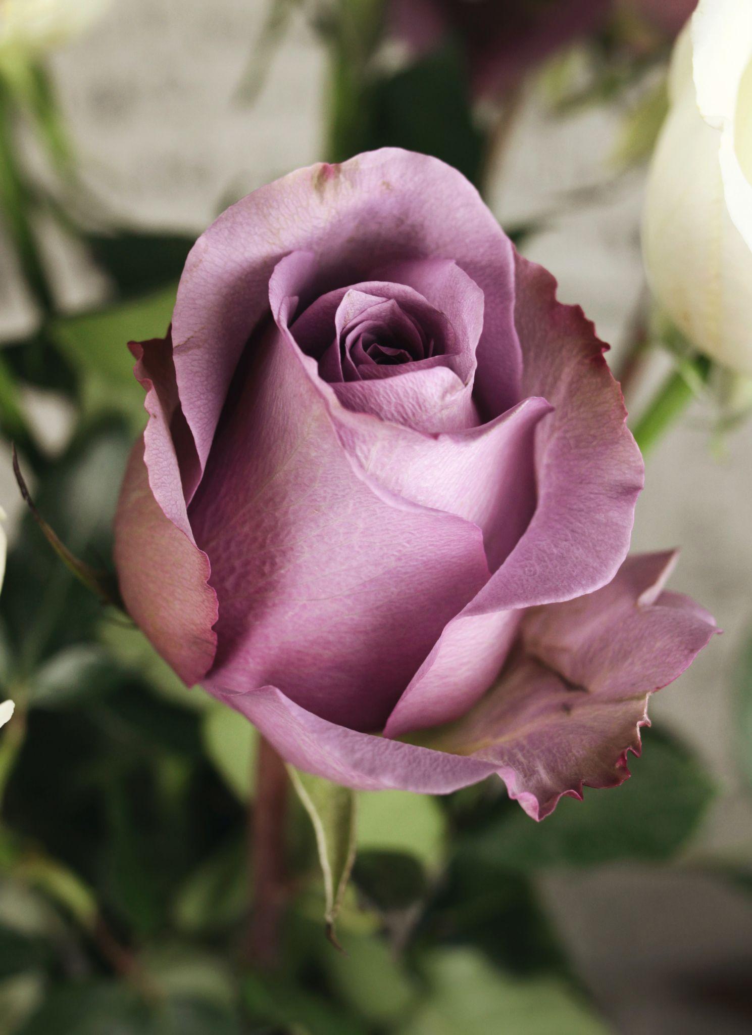 50+ Hình hình ảnh hoa hồng đẹp nhất và chân thành và ý nghĩa theo đòi sắc tố - 11