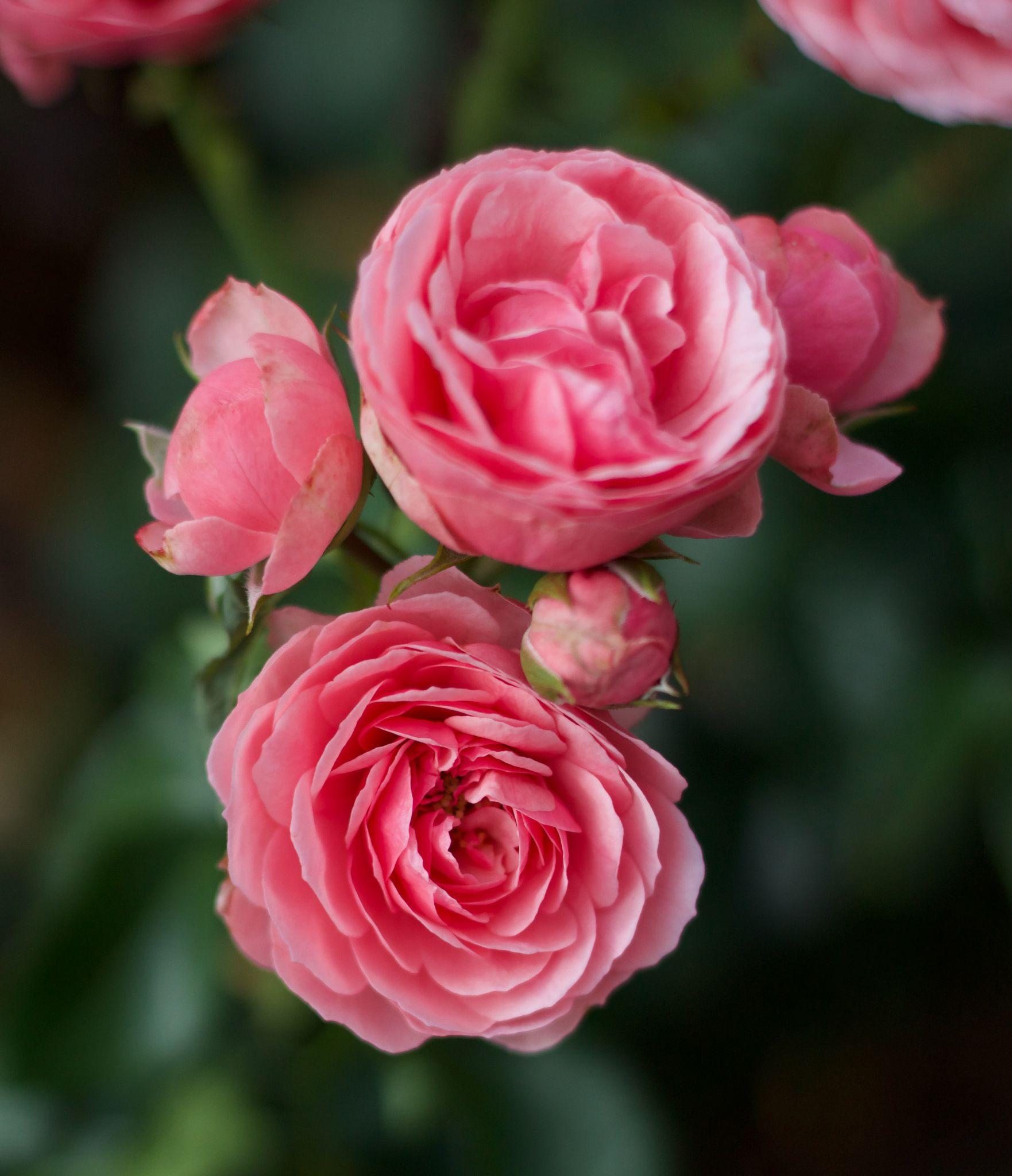 50+ Hình hình ảnh hoa hồng đẹp nhất và chân thành và ý nghĩa theo đòi sắc tố - 47