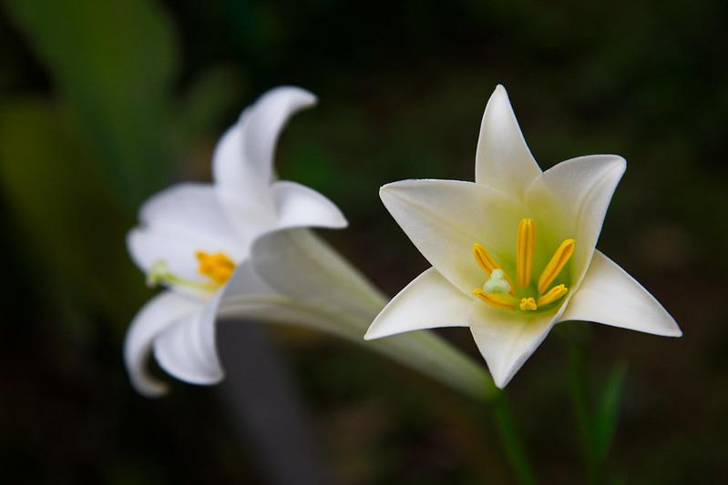 Hoa loa kèn có ý nghĩa gì? Cách trồng và chăm sóc giúp hoa nở đẹp - 20