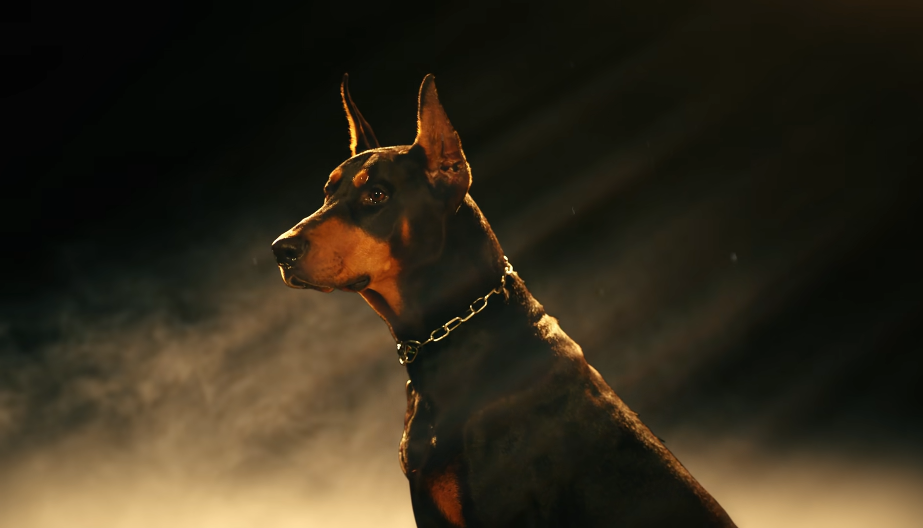 Chó Doberman: Nguồn gốc, đặc điểm, giá bán và cách nuôi - 14
