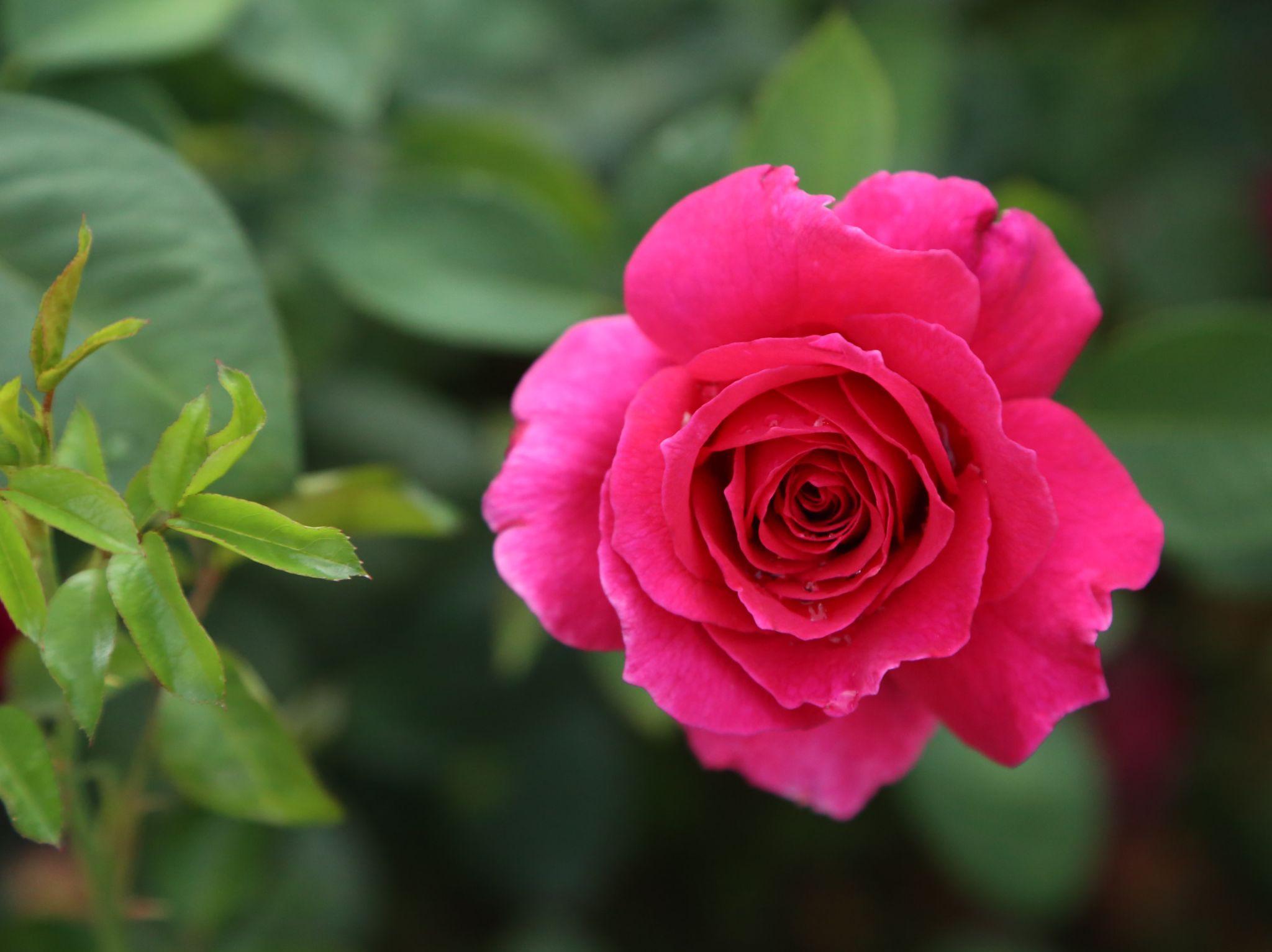 50+ Hình ảnh hoa hồng đẹp nhất và ý nghĩa theo màu sắc