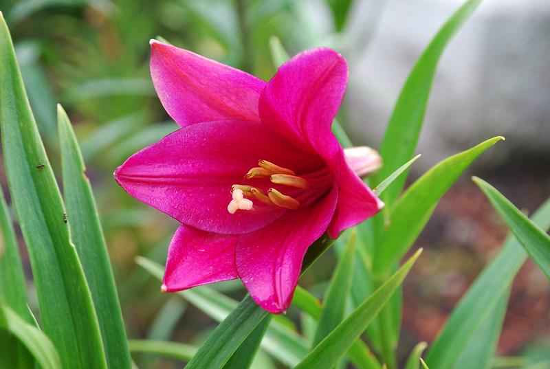 Hoa loa kèn có ý nghĩa gì? Cách trồng và chăm sóc giúp hoa nở đẹp - 8
