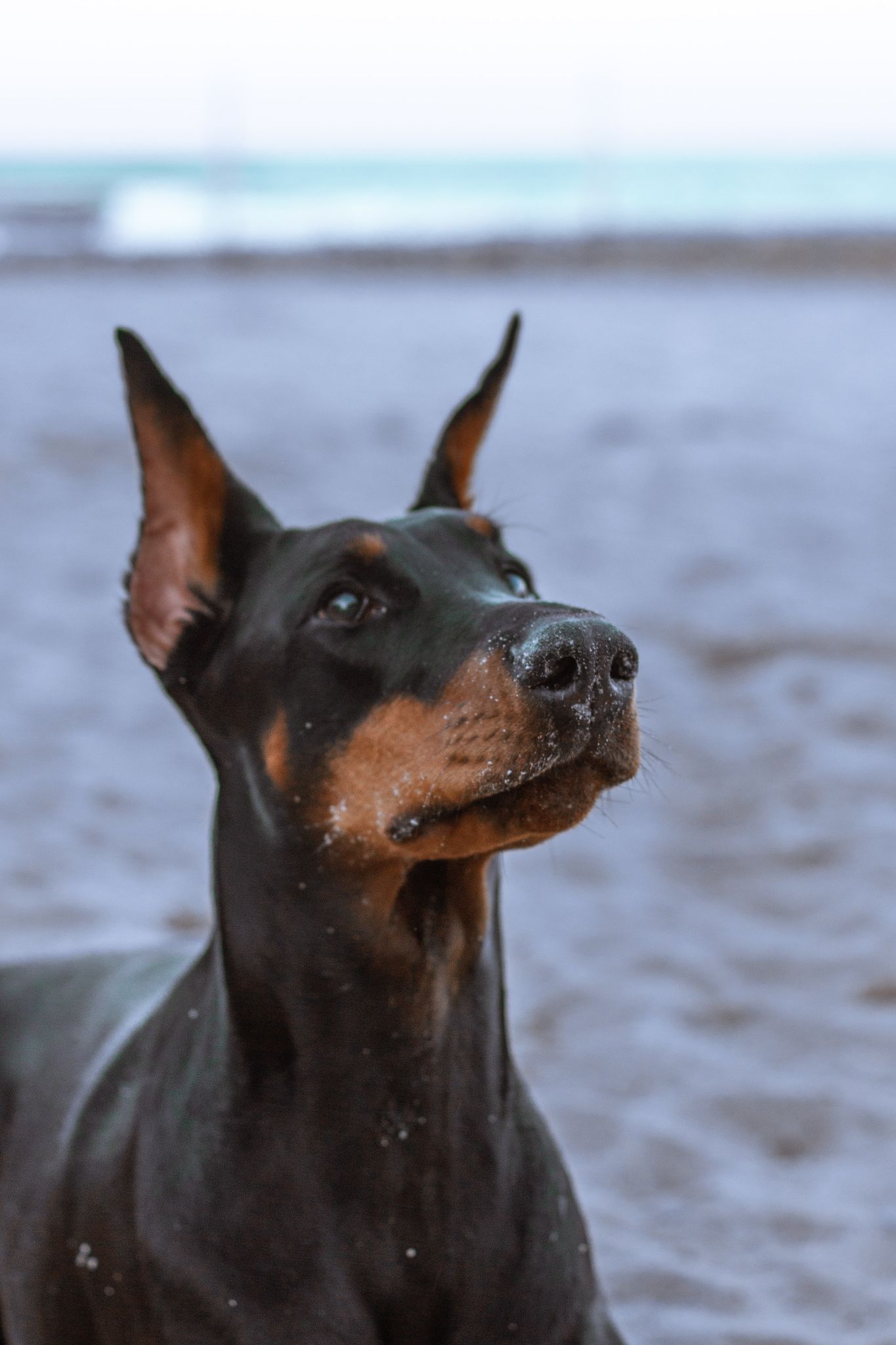 Chó Doberman: Nguồn gốc, đặc điểm, giá bán và cách nuôi - 17