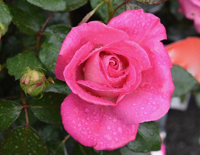 50+ Hình hình ảnh hoa hồng đẹp nhất và chân thành và ý nghĩa theo đòi sắc tố - 7