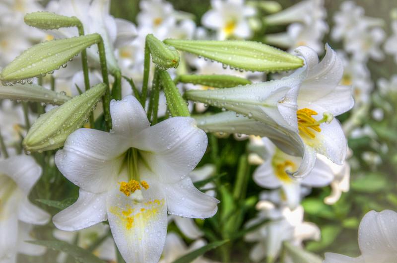 Hoa loa kèn có ý nghĩa gì? Cách trồng và chăm sóc giúp hoa nở đẹp - 11