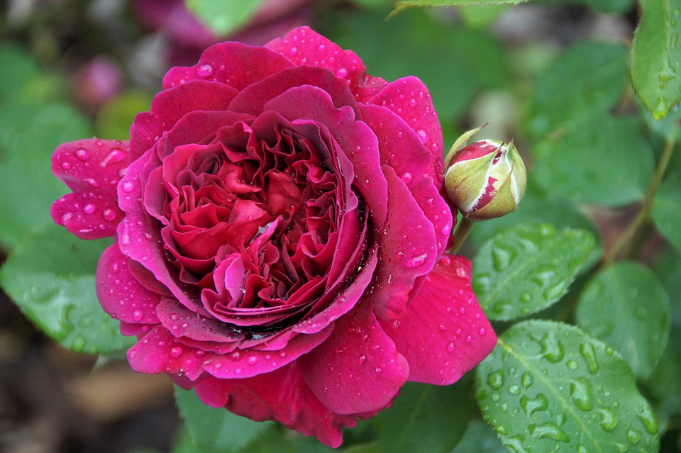 50+ Hình hình ảnh hoa hồng đẹp nhất và chân thành và ý nghĩa theo đòi sắc tố - 39