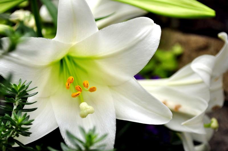 Hoa loa kèn có ý nghĩa gì? Cách trồng và chăm sóc giúp hoa nở đẹp - 12