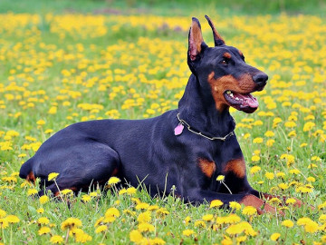Chó Doberman: Nguồn gốc, đặc điểm, giá bán và cách nuôi