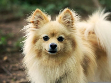 Chó phốc sóc Pomeranian có những loại nào và giá bán