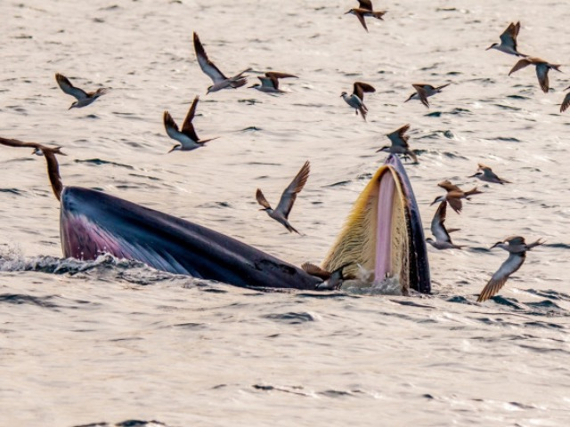 Tour đi xem cá voi xanh khổng lồ săn mồi ở Bình Định đang nóng hừng hực!