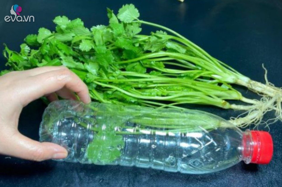 Read more about the article Bỏ rau mùi vào chai nhựa, để nửa tháng từ 1 biến thành 3, quanh năm không cần mua rau