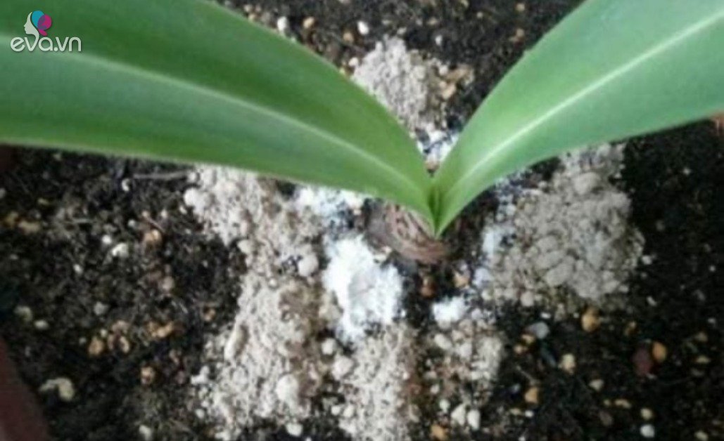 Read more about the article Rắc một nắm bột trắng vào lọ hoa sâu bọ sẽ không dám đến, rẻ bèo nhưng hữu dụng