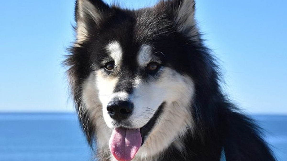 Chó Alaska - Cách phân biệt với chó Husky và cách nuôi