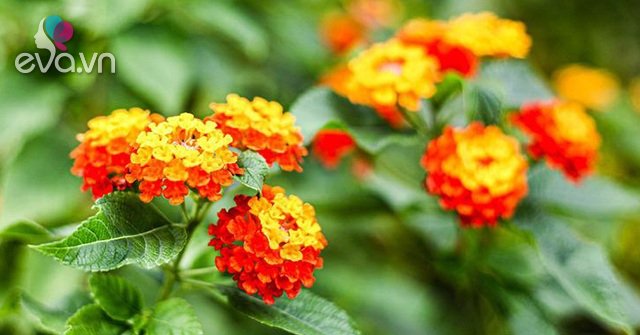 Read more about the article Hoa Ngũ Sắc – Đặc điểm, ý nghĩa và cách chăm cho hoa nở quanh năm