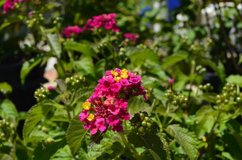 Hoa Ngũ Sắc - Đặc điểm, ý nghĩa và cách chăm cho hoa nở quanh năm - 5