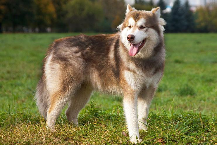 Chó Alaska - Cách phân biệt với chó Husky và cách nuôi - 12