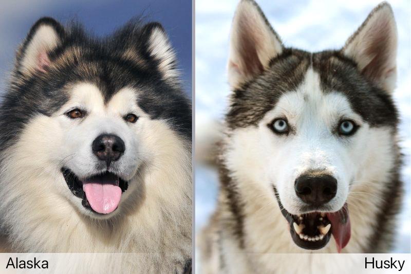 Chó Alaska - Cách phân biệt với chó Husky và cách nuôi - 25