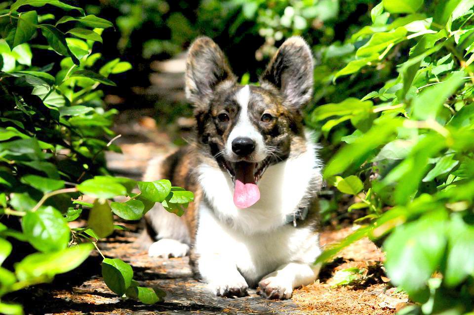 Chó Corgi - Nguồn gốc, đặc điểm và cách chăm sóc tốt nhất