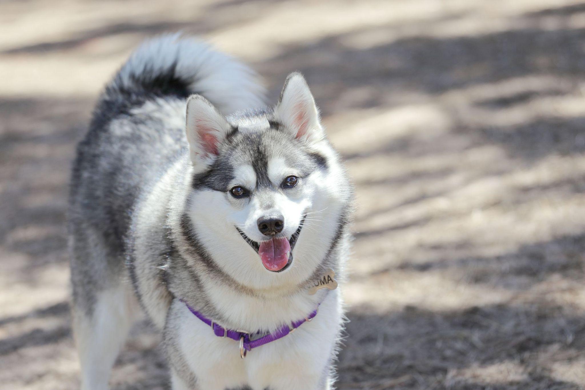 Chó Alaska - Cách phân biệt với chó Husky và cách nuôi - 7