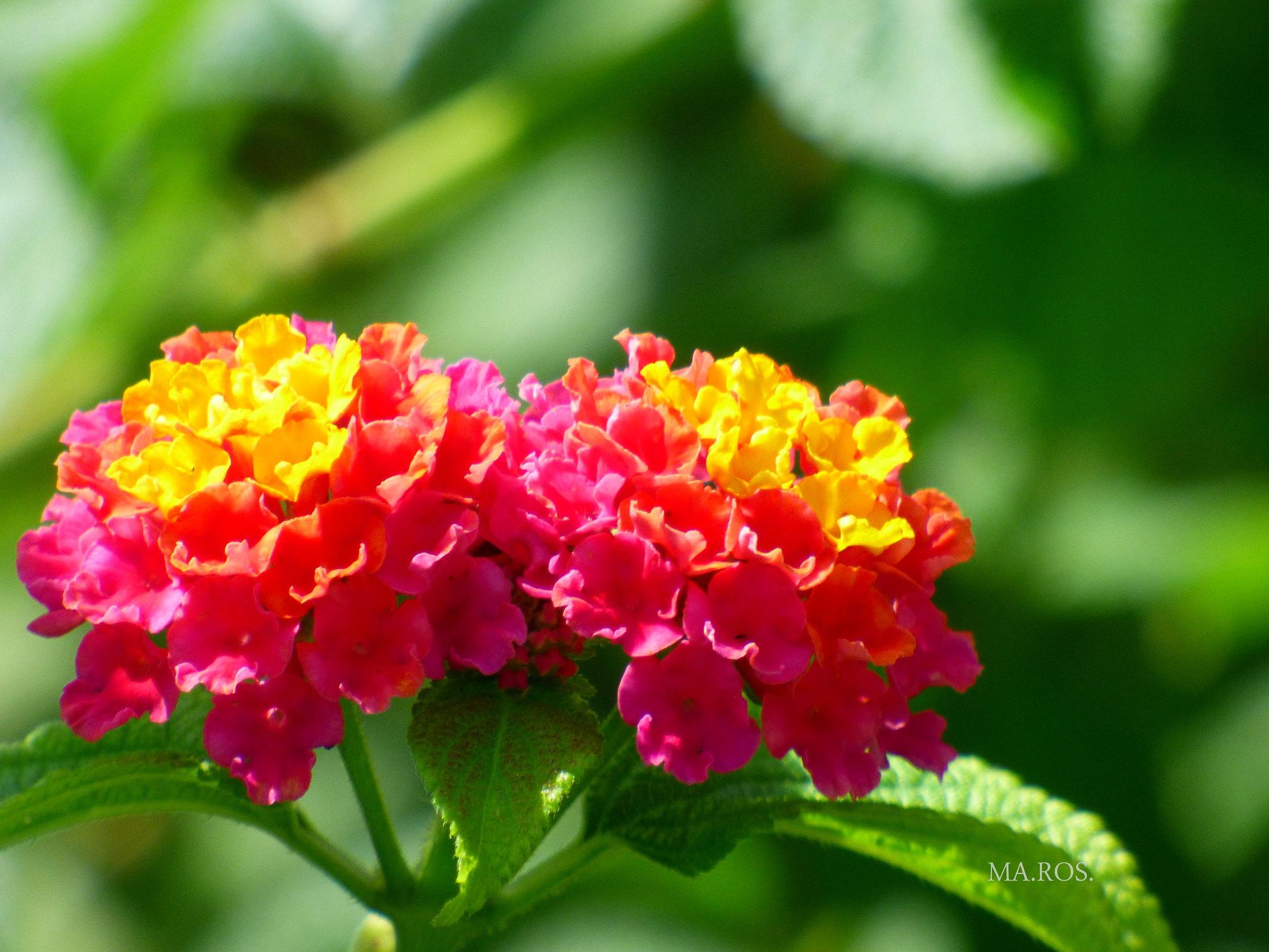 Hoa Ngũ Sắc - Đặc điểm, ý nghĩa và cách chăm cho hoa nở quanh năm - 26