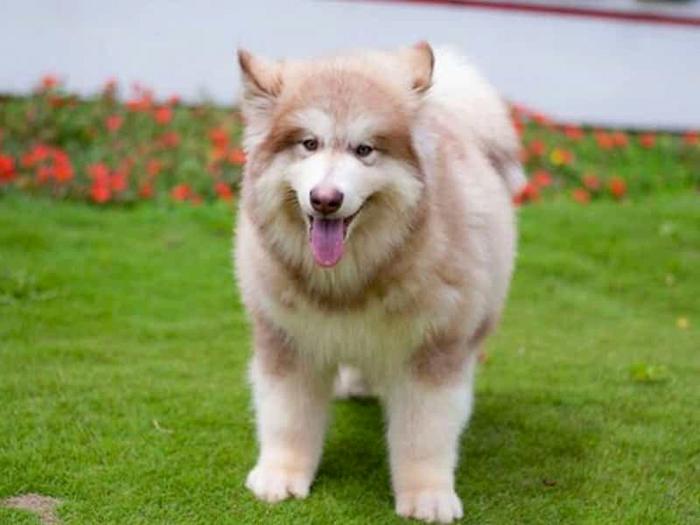 Chó Alaska - Cách phân biệt với chó Husky và cách nuôi - 4