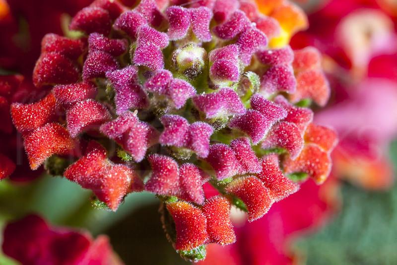 Hoa Ngũ Sắc - Đặc điểm, ý nghĩa và cách chăm cho hoa nở quanh năm - 25
