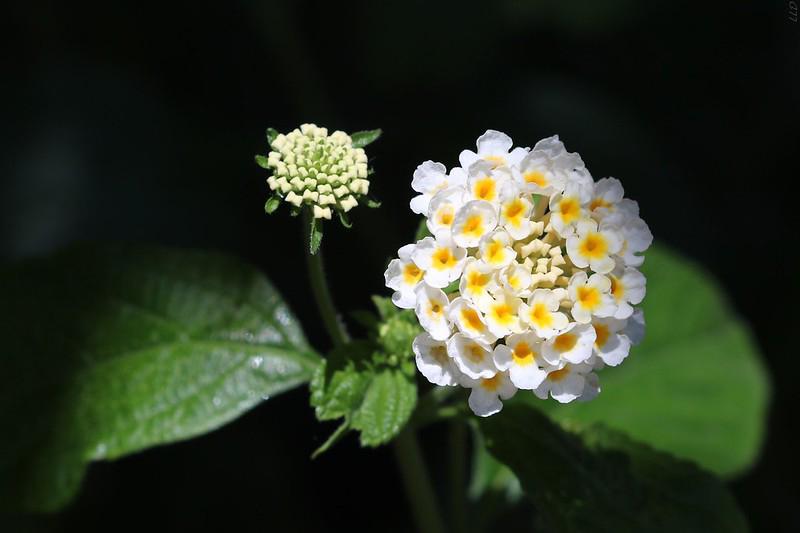 Hoa Ngũ Sắc - Đặc điểm, ý nghĩa và cách chăm cho hoa nở quanh năm - 24