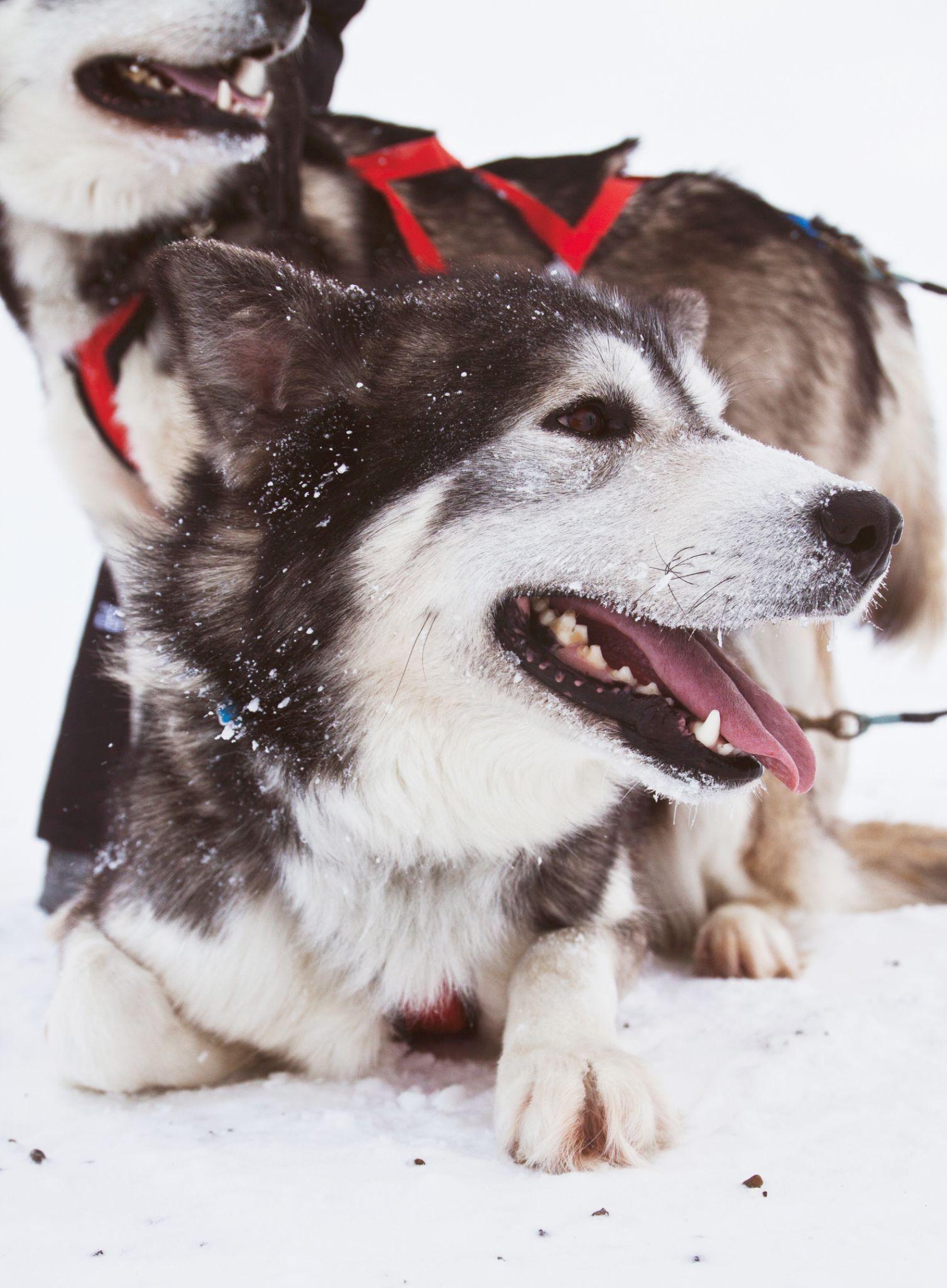 Chó Alaska - Cách phân biệt với chó Husky và cách nuôi - 23