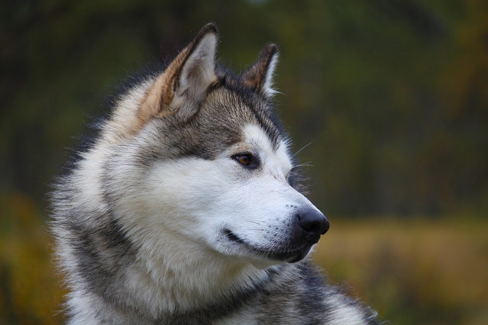 Chó Alaska - Cách phân biệt với chó Husky và cách nuôi - 36