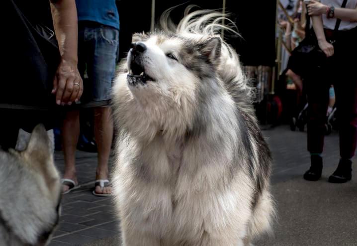Chó Alaska - Cách phân biệt với chó Husky và cách nuôi - 20