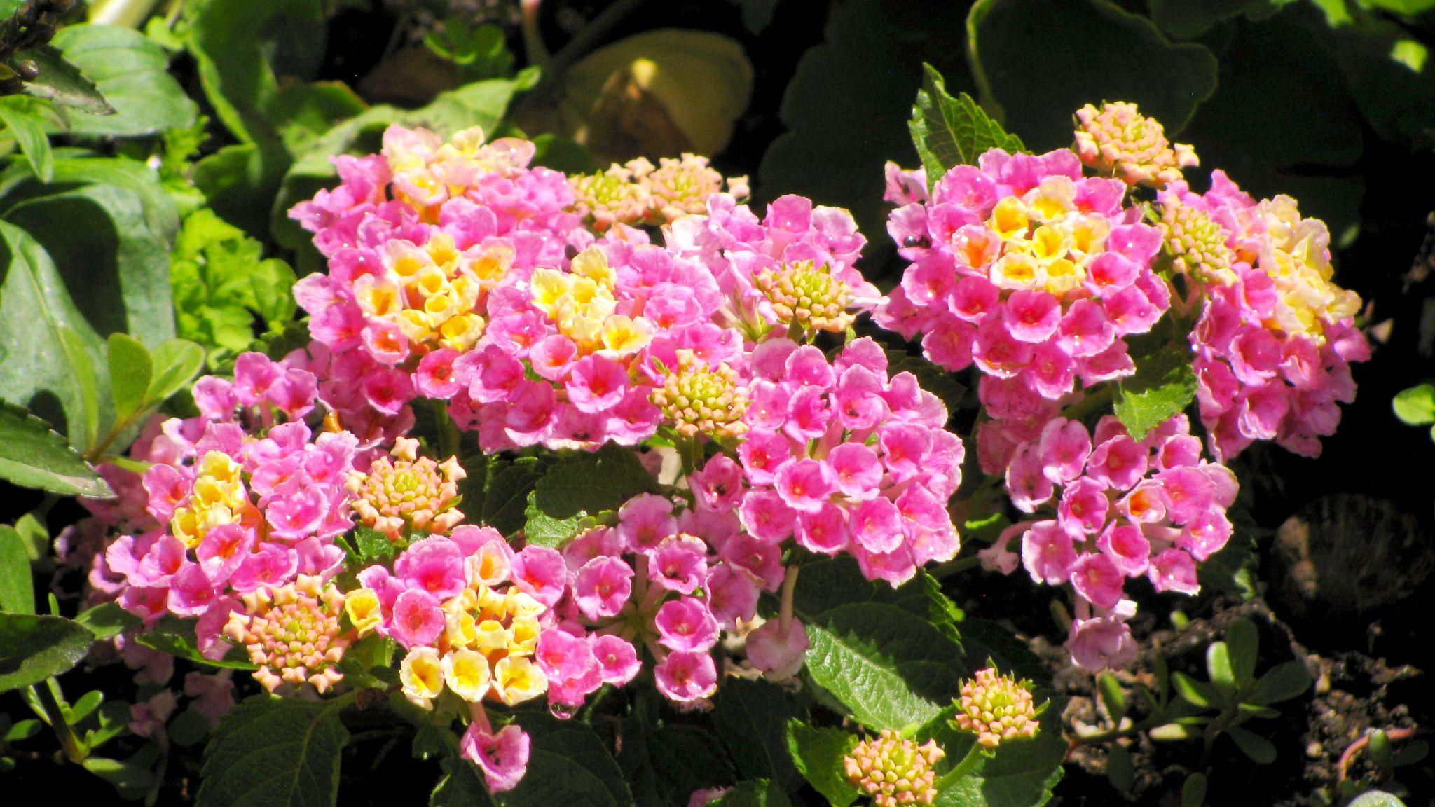 Hoa Ngũ Sắc - Đặc điểm, ý nghĩa và cách chăm cho hoa nở quanh năm - 10