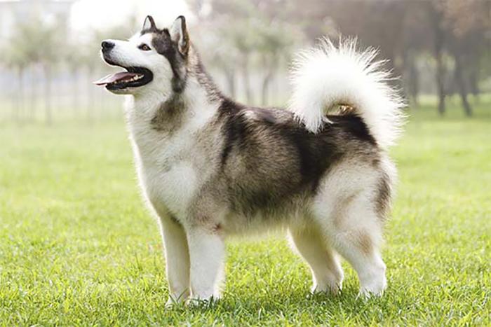 Chó Alaska - Cách phân biệt với chó Husky và cách nuôi - 14