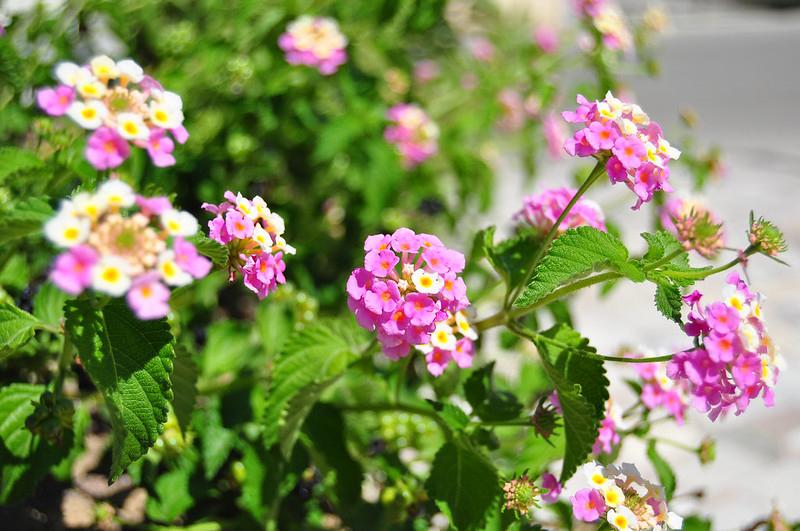 Hoa Ngũ Sắc - Đặc điểm, ý nghĩa và cách chăm cho hoa nở quanh năm - 33