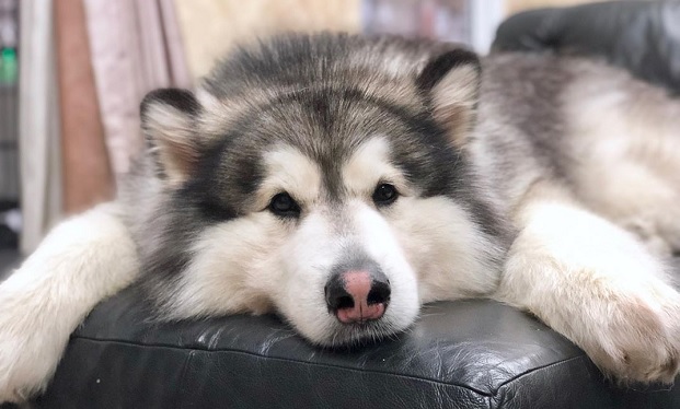 Chó Alaska - Cách phân biệt với chó Husky và cách nuôi - 30