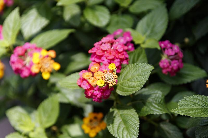 Hoa Ngũ Sắc - Đặc điểm, ý nghĩa và cách chăm cho hoa nở quanh năm - 28